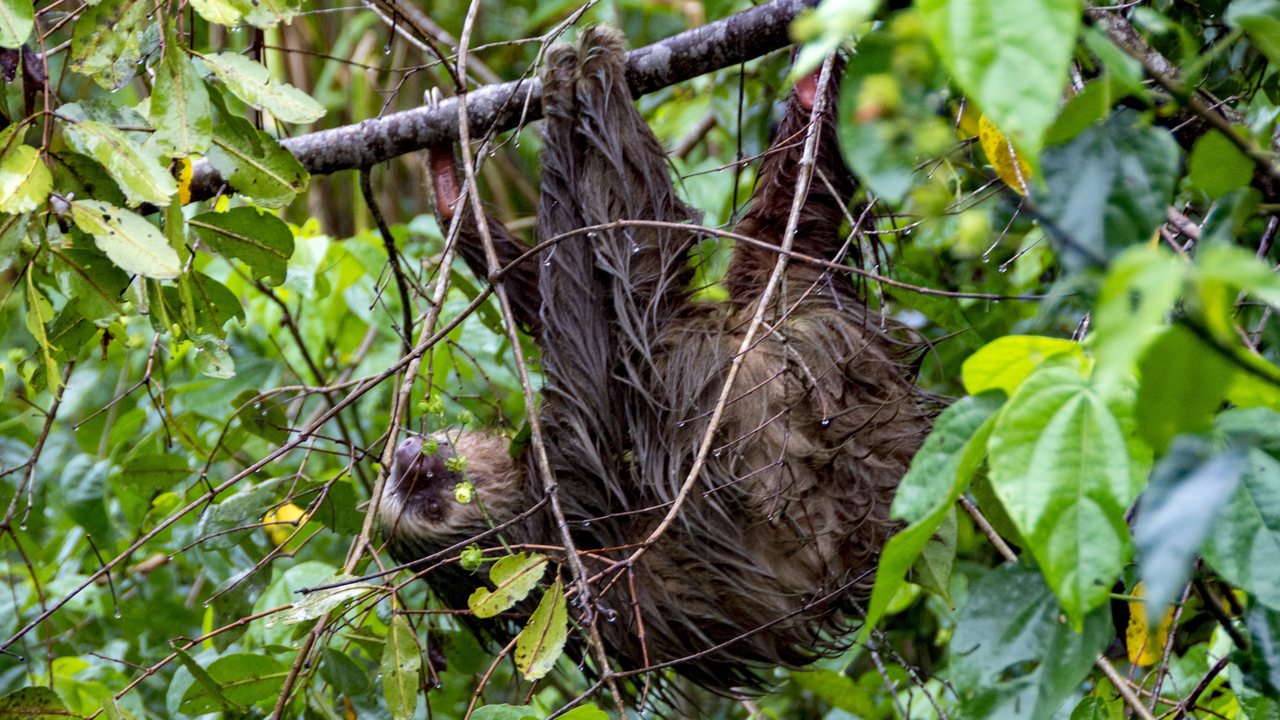 20171230 019   Tortuguero National Park, Puerto Limon, Limon, Costa Rica